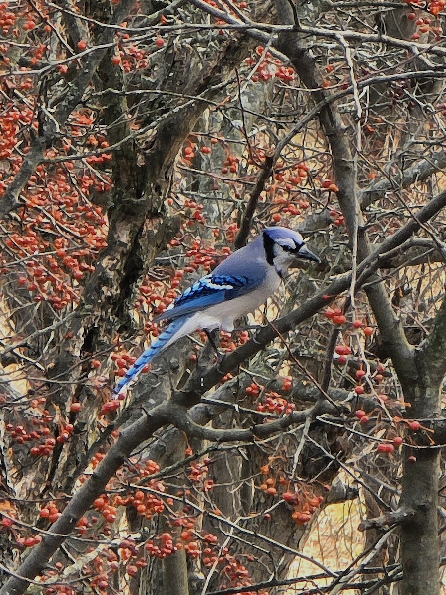 sojka chocholatá - ML647300901
