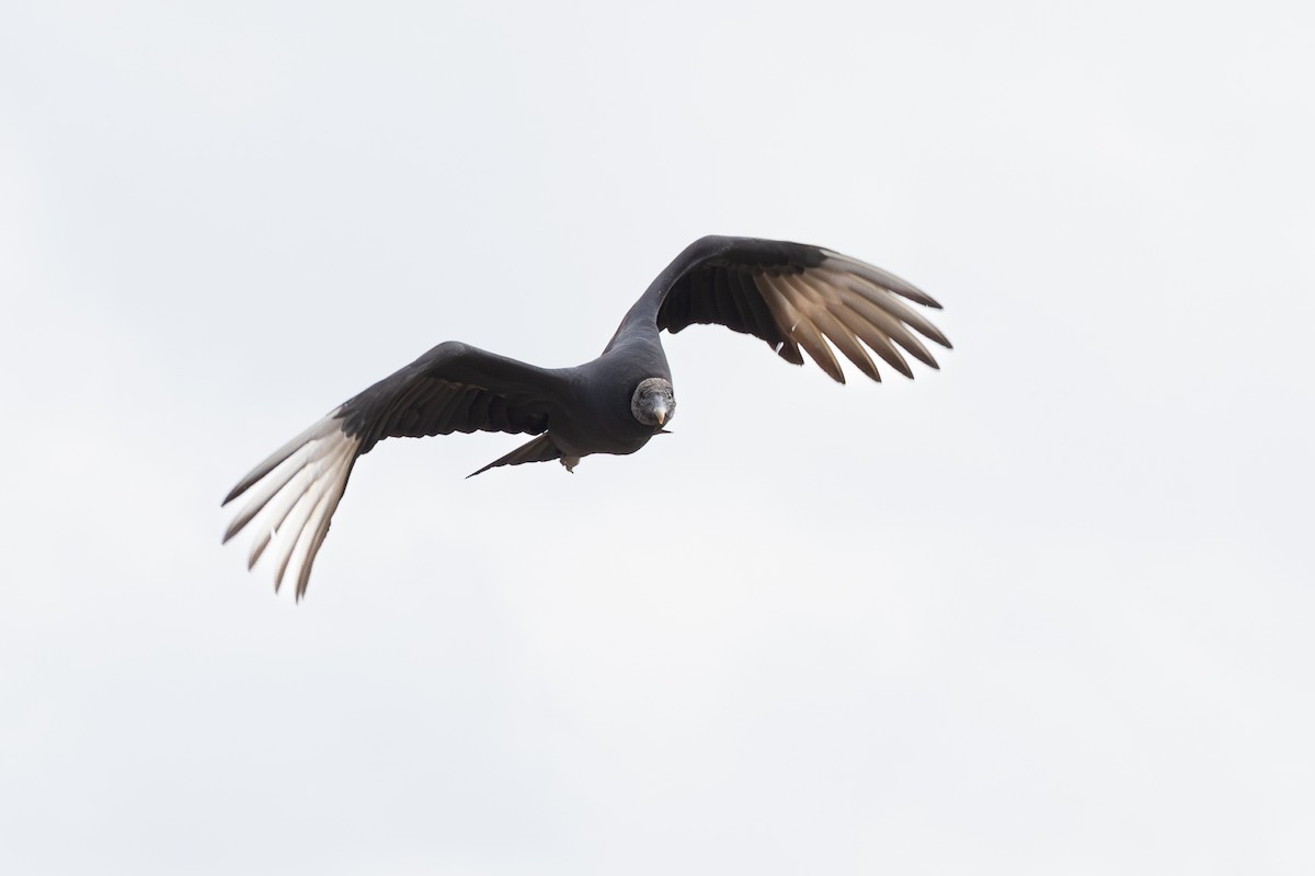 Black Vulture - ML647300910