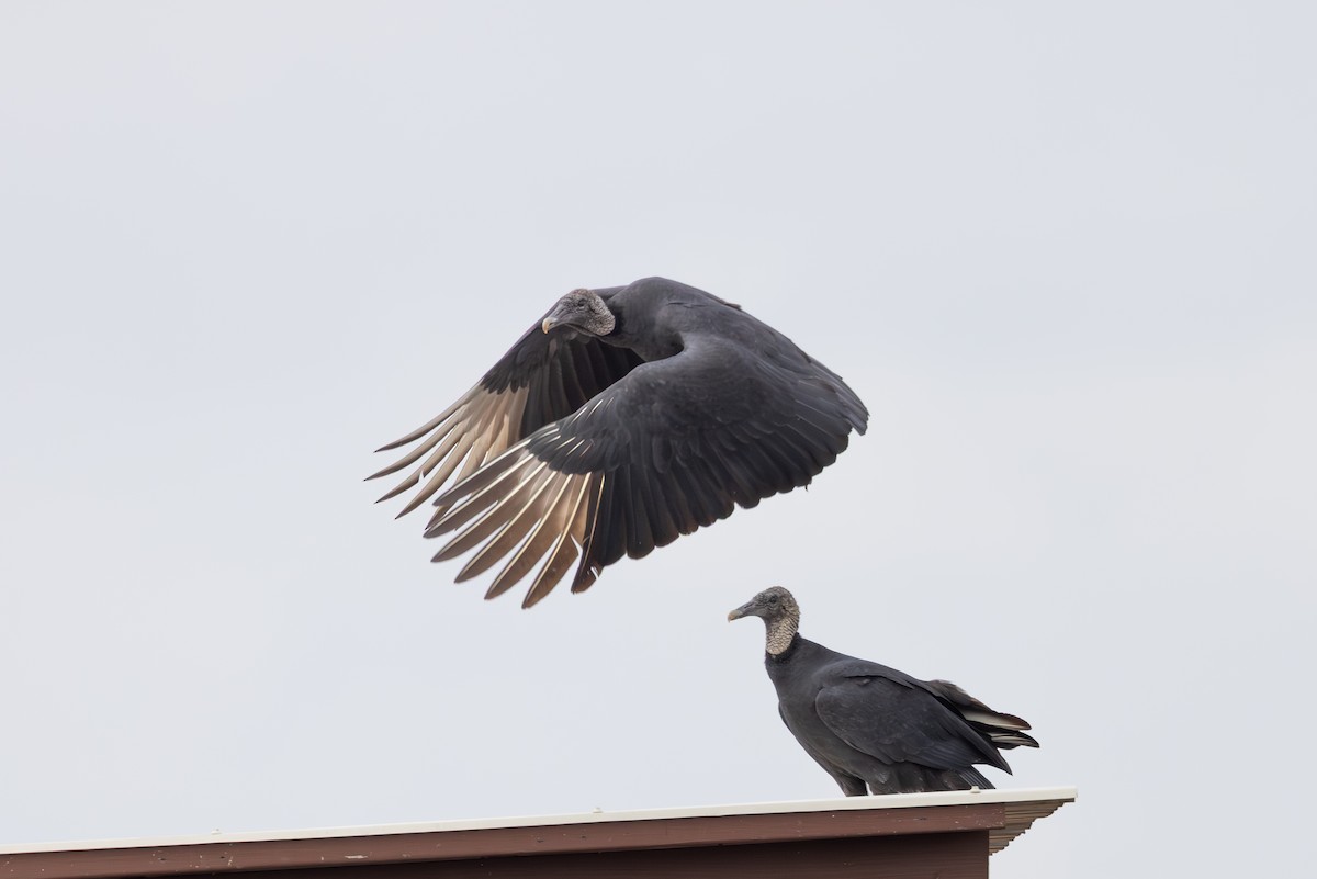 Black Vulture - ML647300911