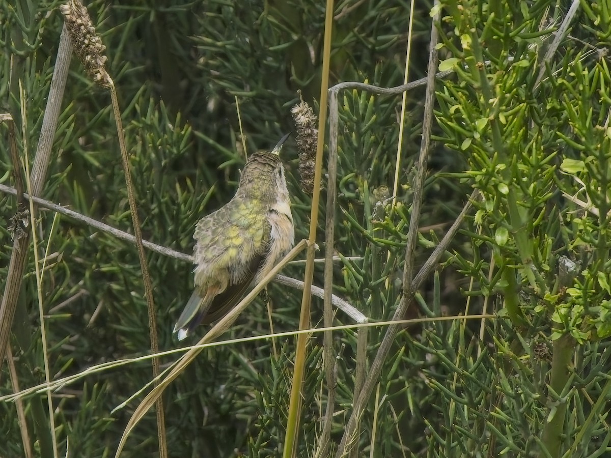 Purple-collared Woodstar - ML647300916