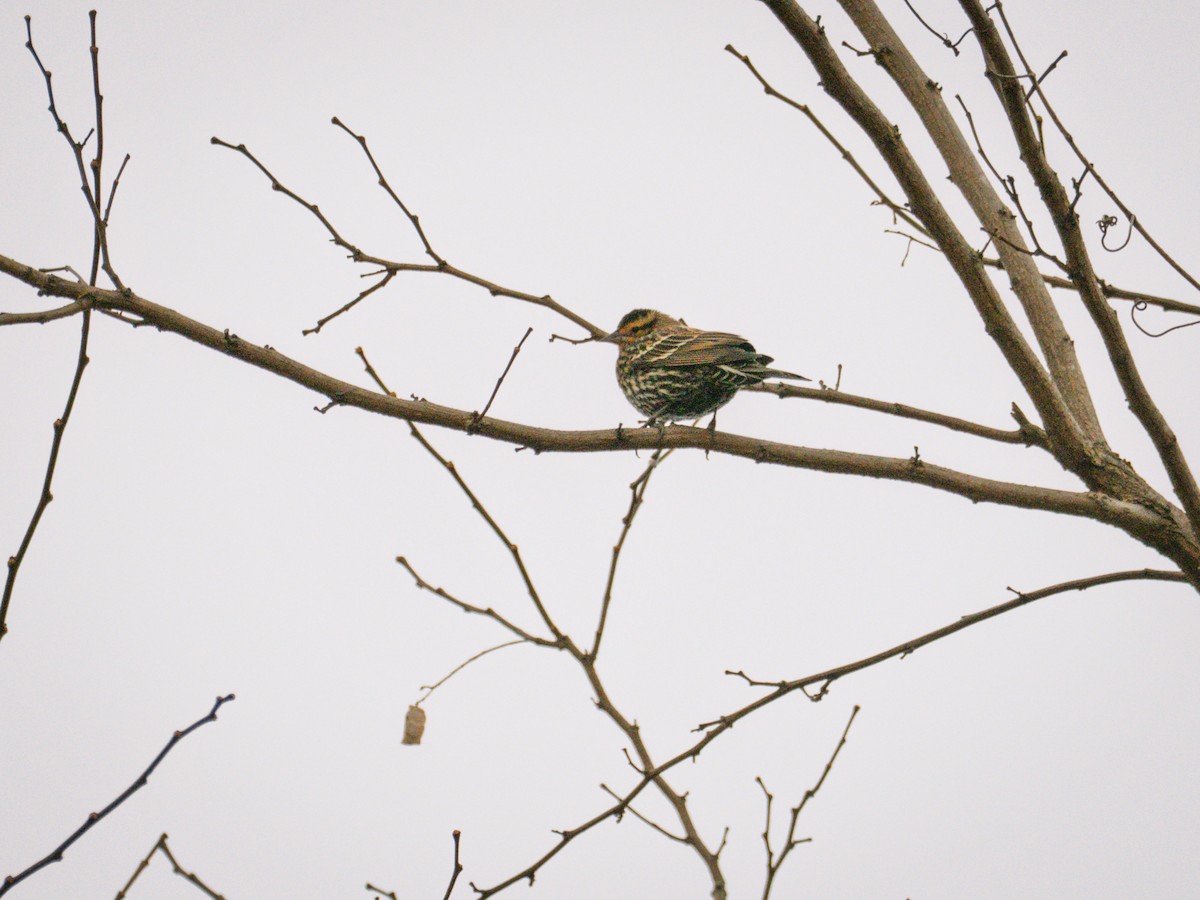 Red-winged Blackbird - ML647300921