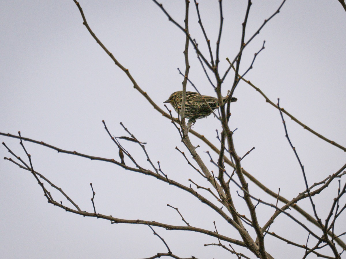 Red-winged Blackbird - ML647300922