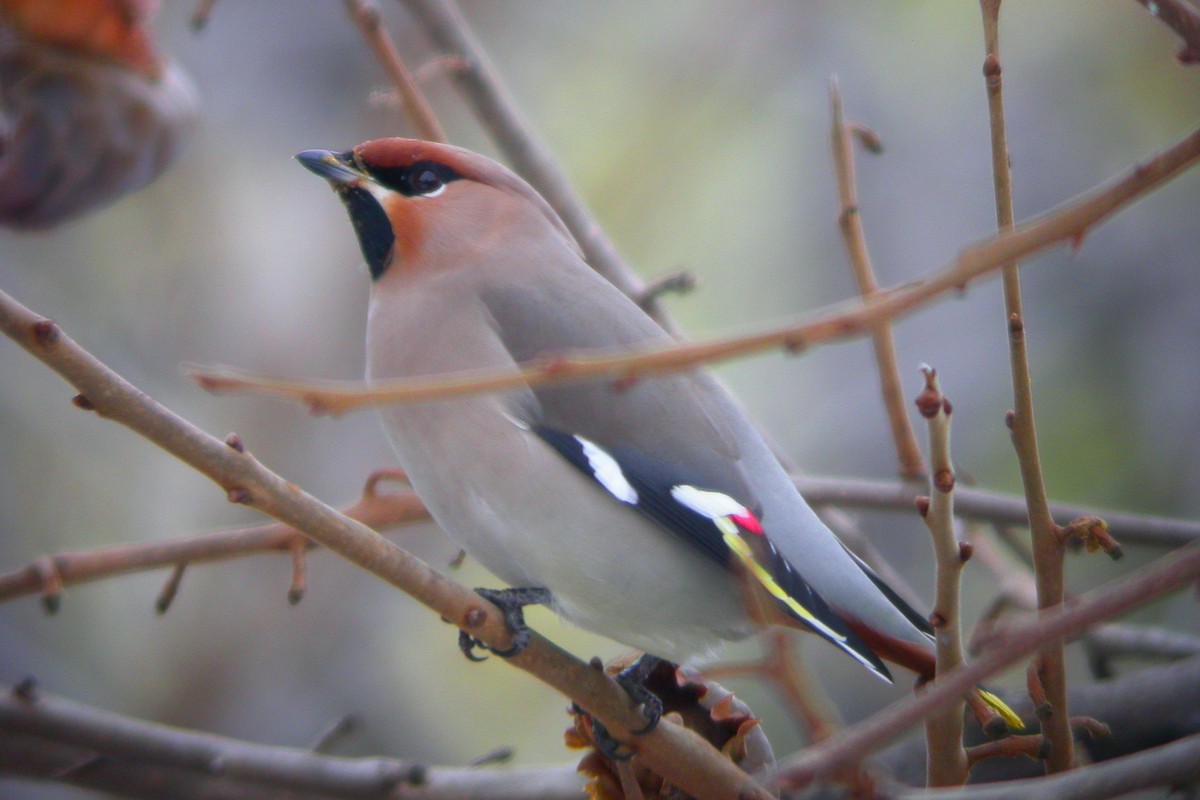 Bohemian Waxwing - ML647300923
