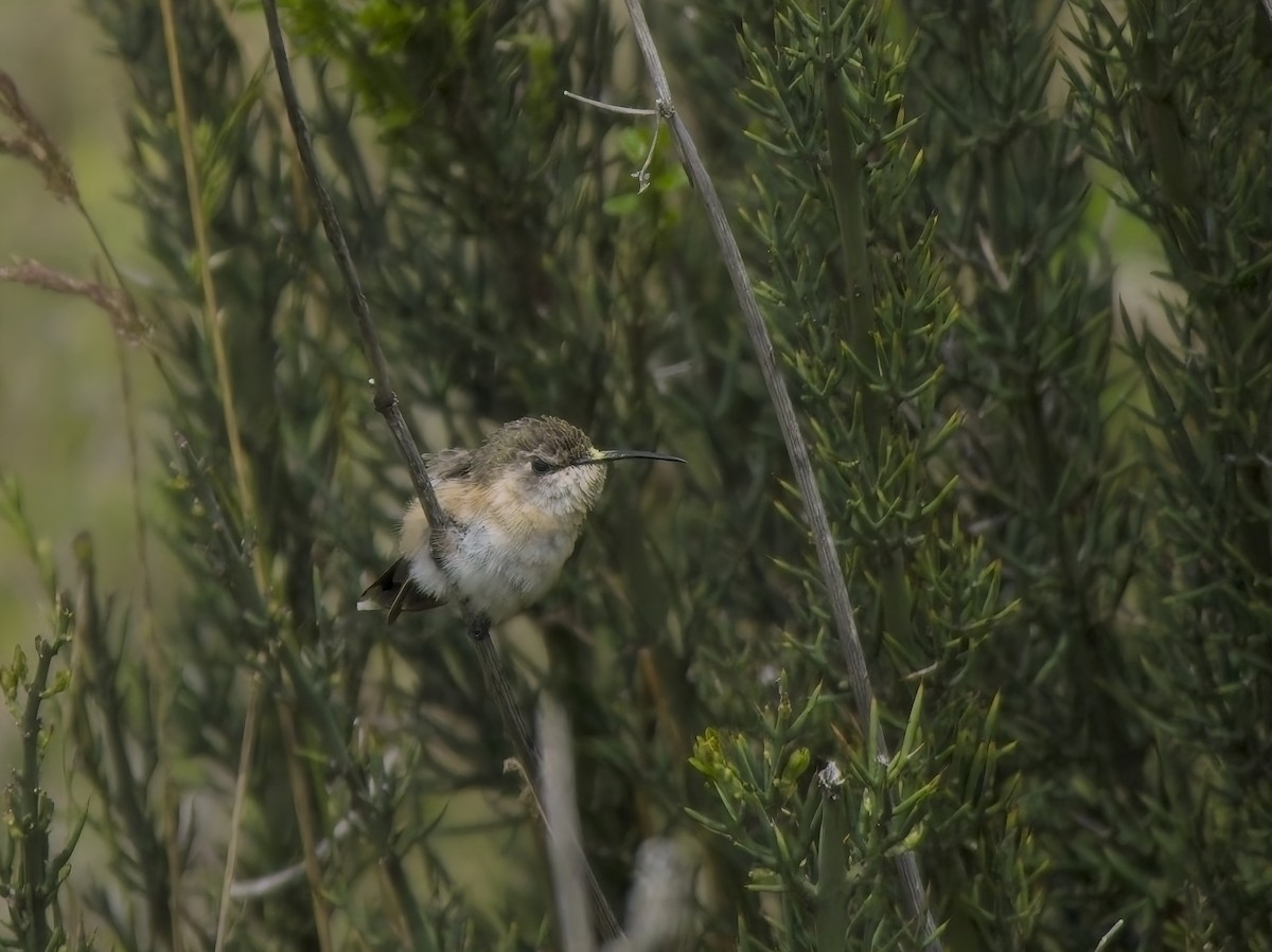 Purple-collared Woodstar - ML647300927