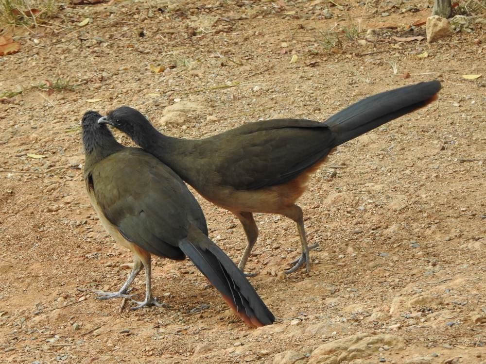 Чачалака рудогуза - ML647300929