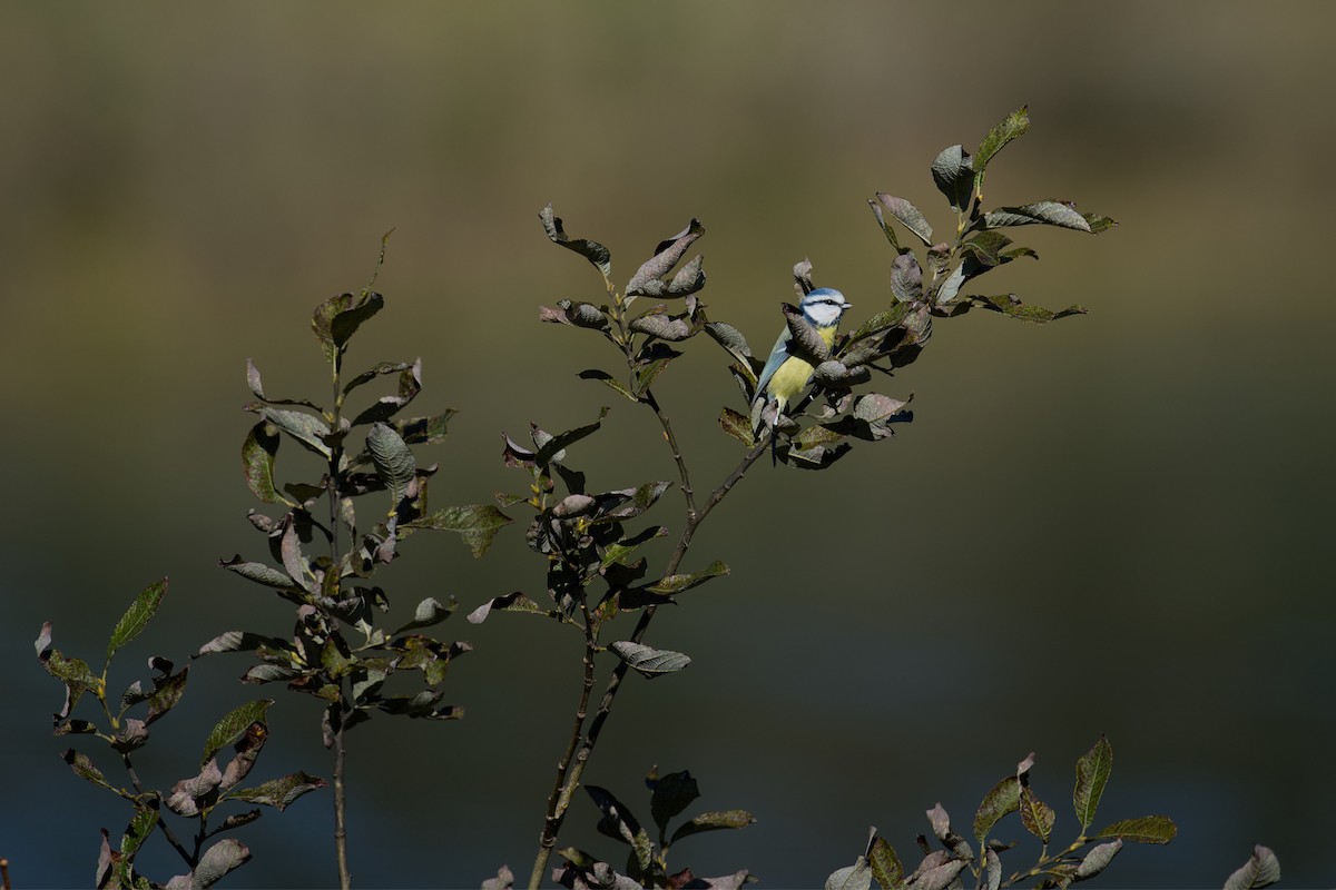 Eurasian Blue Tit - ML647300930