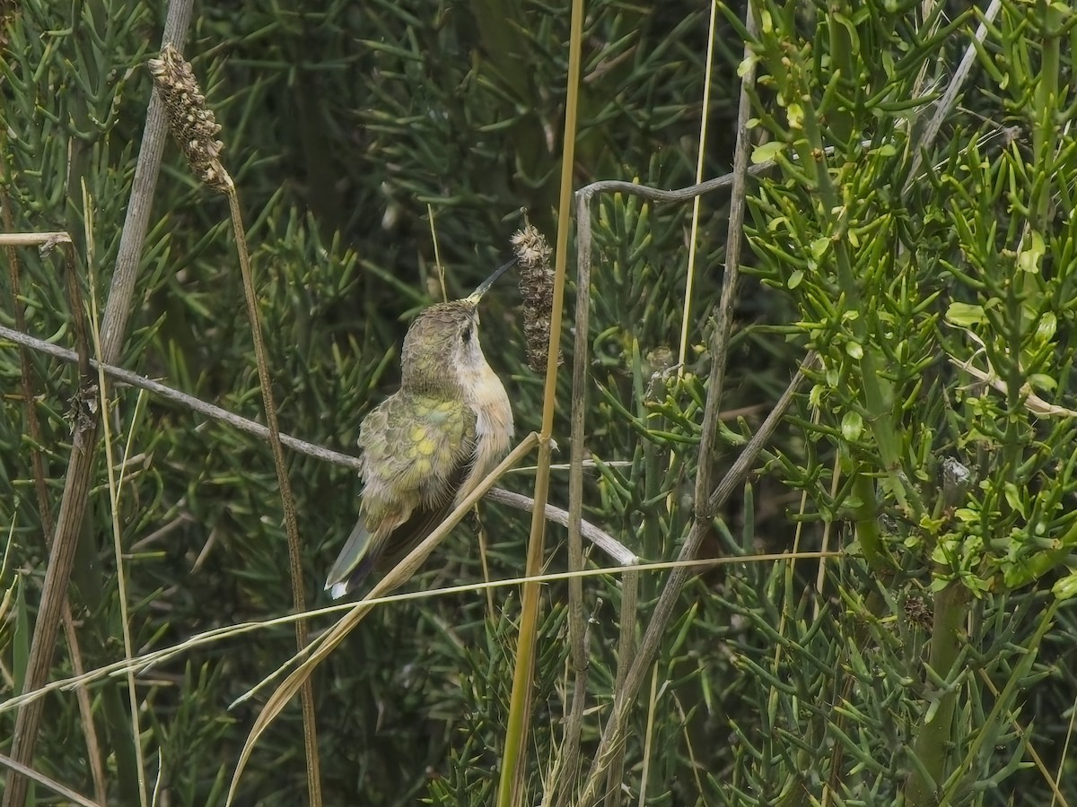 Purple-collared Woodstar - ML647300934