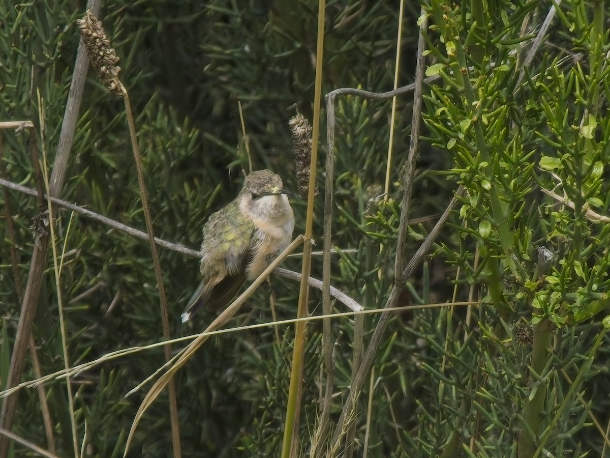 Purple-collared Woodstar - ML647300939