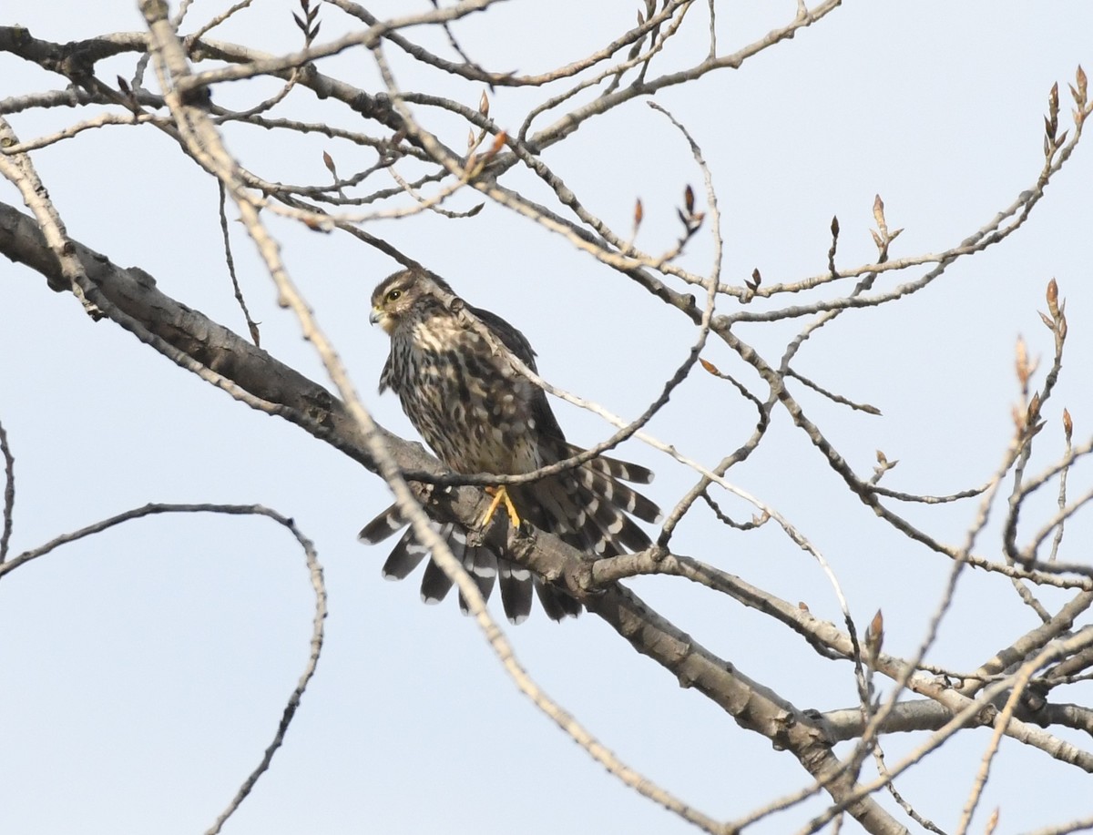 Merlin - ML647300941