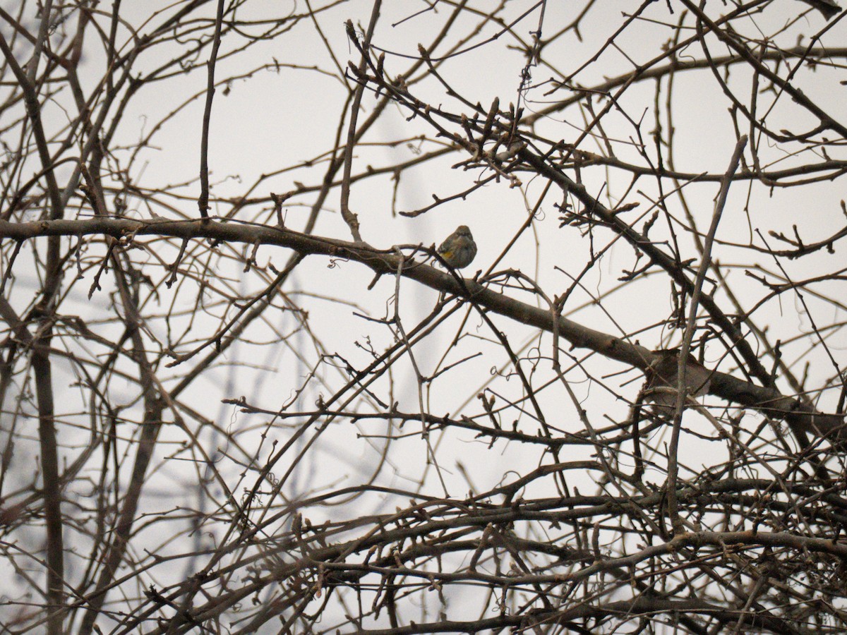 Yellow-rumped Warbler - ML647300942