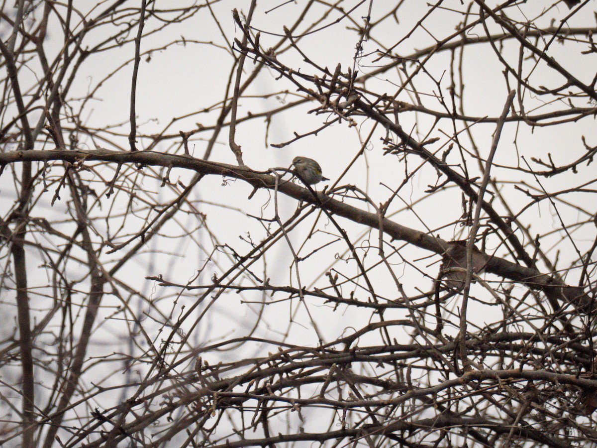 Yellow-rumped Warbler - ML647300943