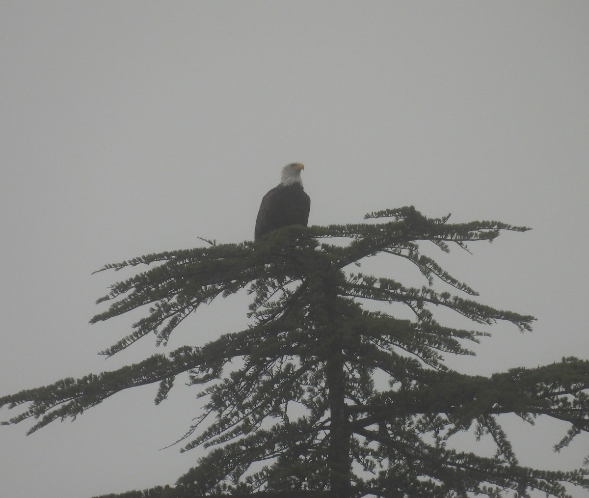 Bald Eagle - ML647300945