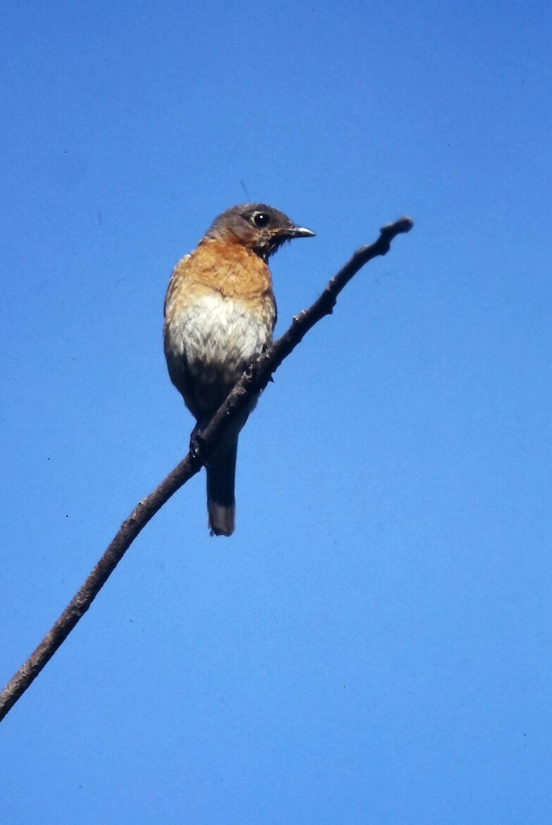 salašník modrý - ML647300952