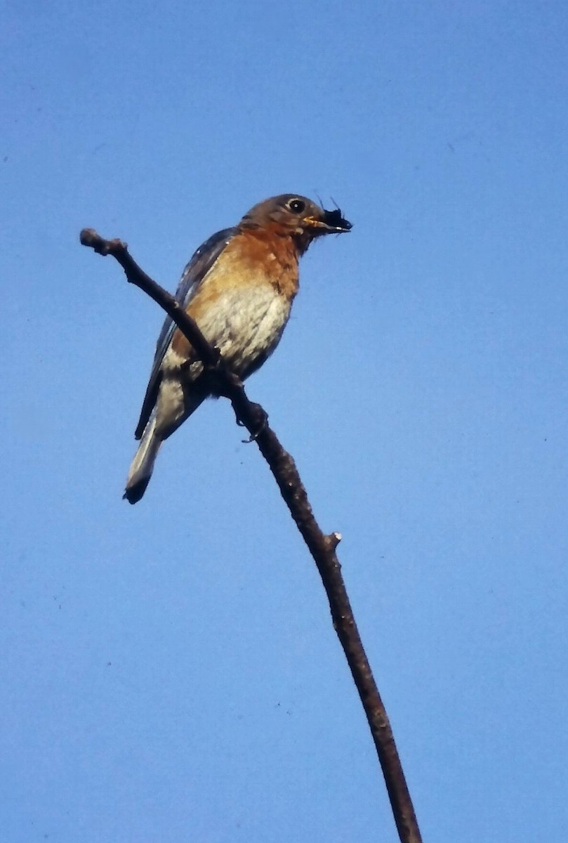 salašník modrý - ML647300953