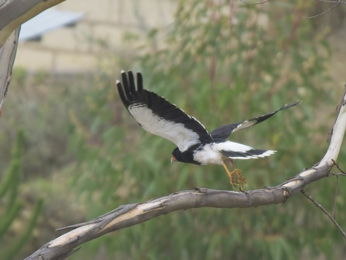 Mountain Caracara - ML647300959