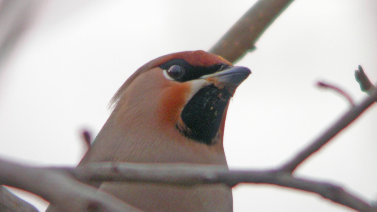 Bohemian Waxwing - ML647300961