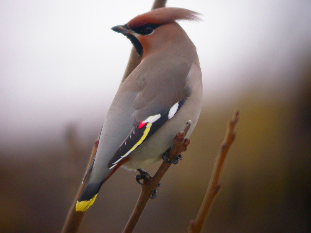 Bohemian Waxwing - ML647300962