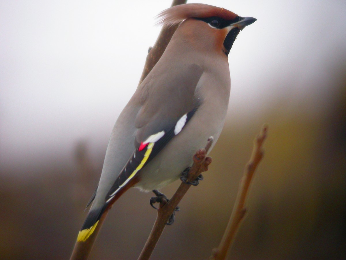 Bohemian Waxwing - ML647300963