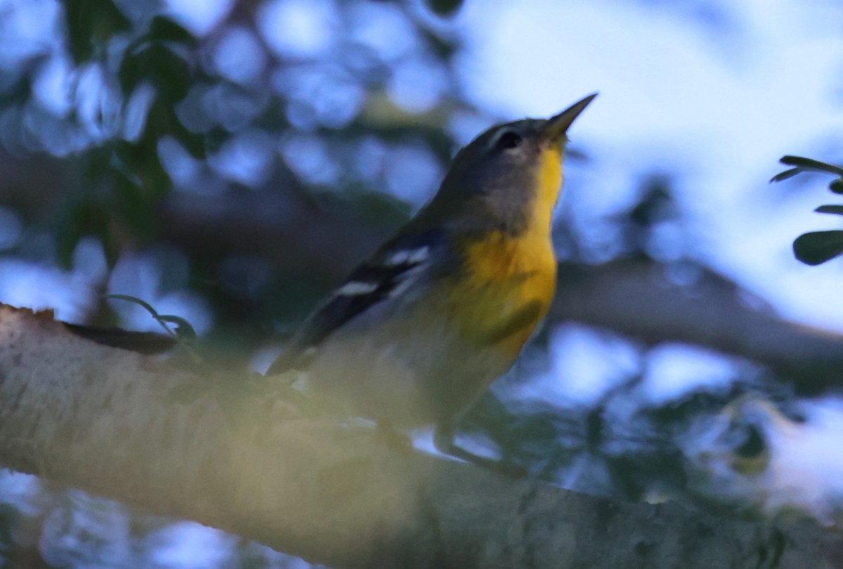 Northern Parula - ML647300971
