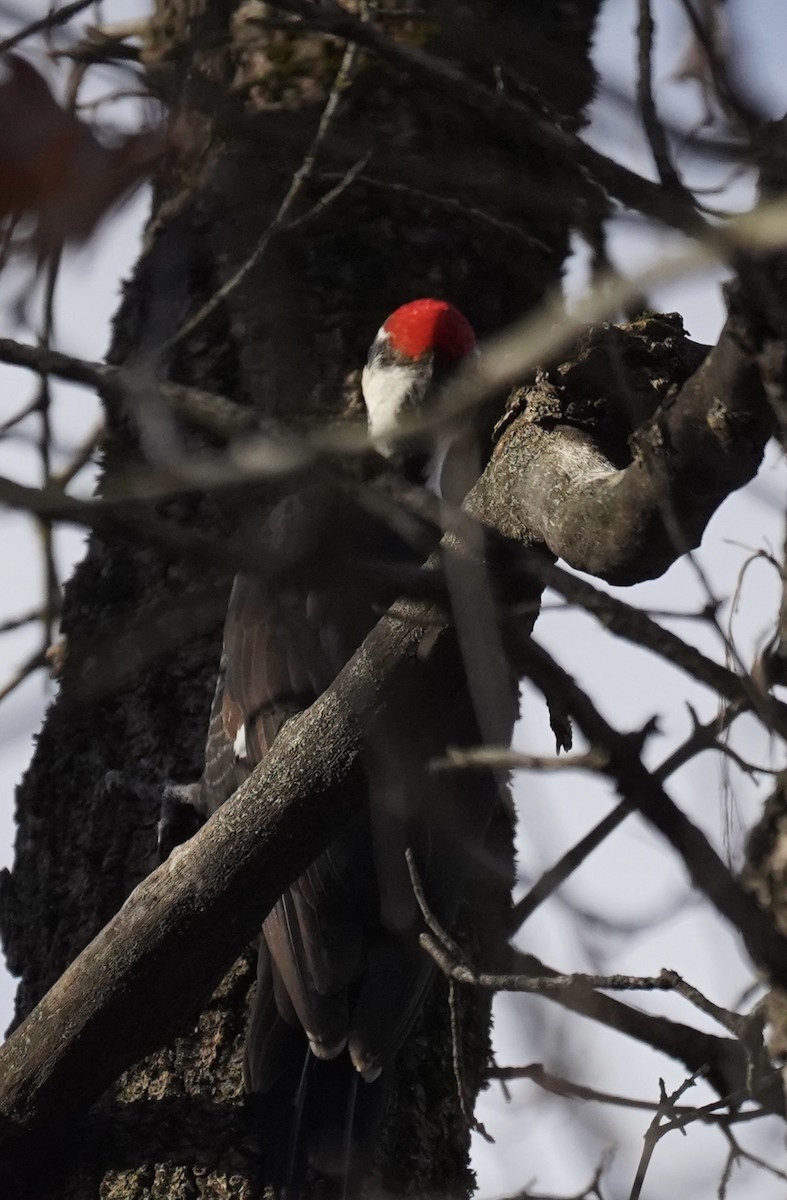 Pileated Woodpecker - ML647300975