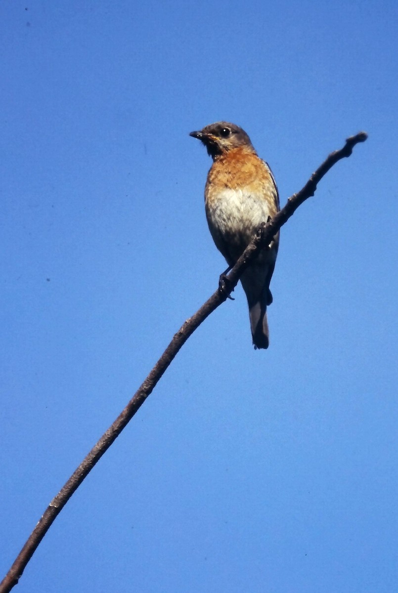 salašník modrý - ML647300976