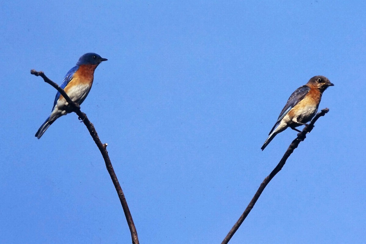 salašník modrý - ML647300977