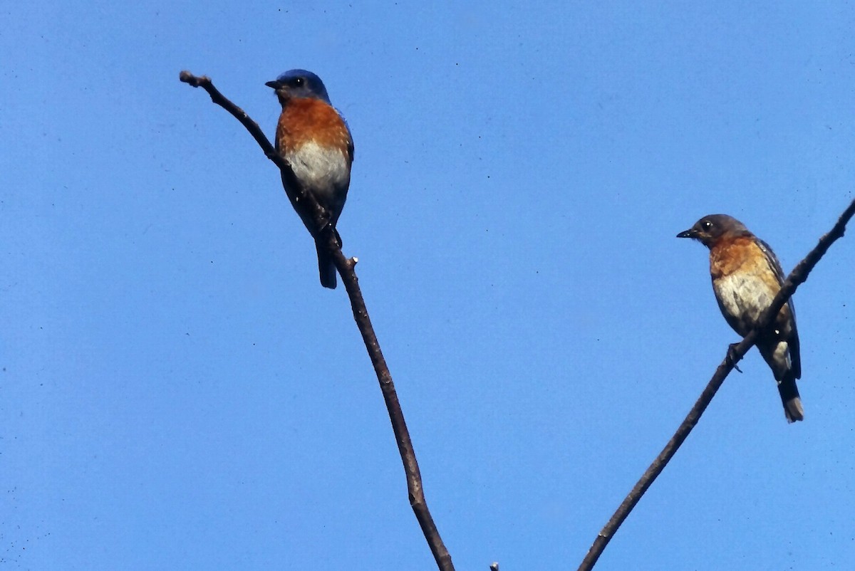 salašník modrý - ML647300978