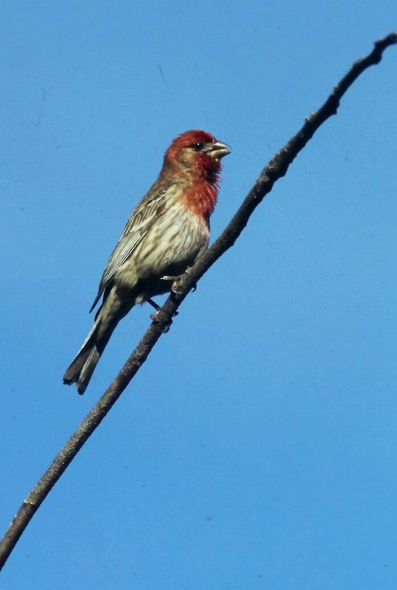 hýl rudoprsý - ML647300985