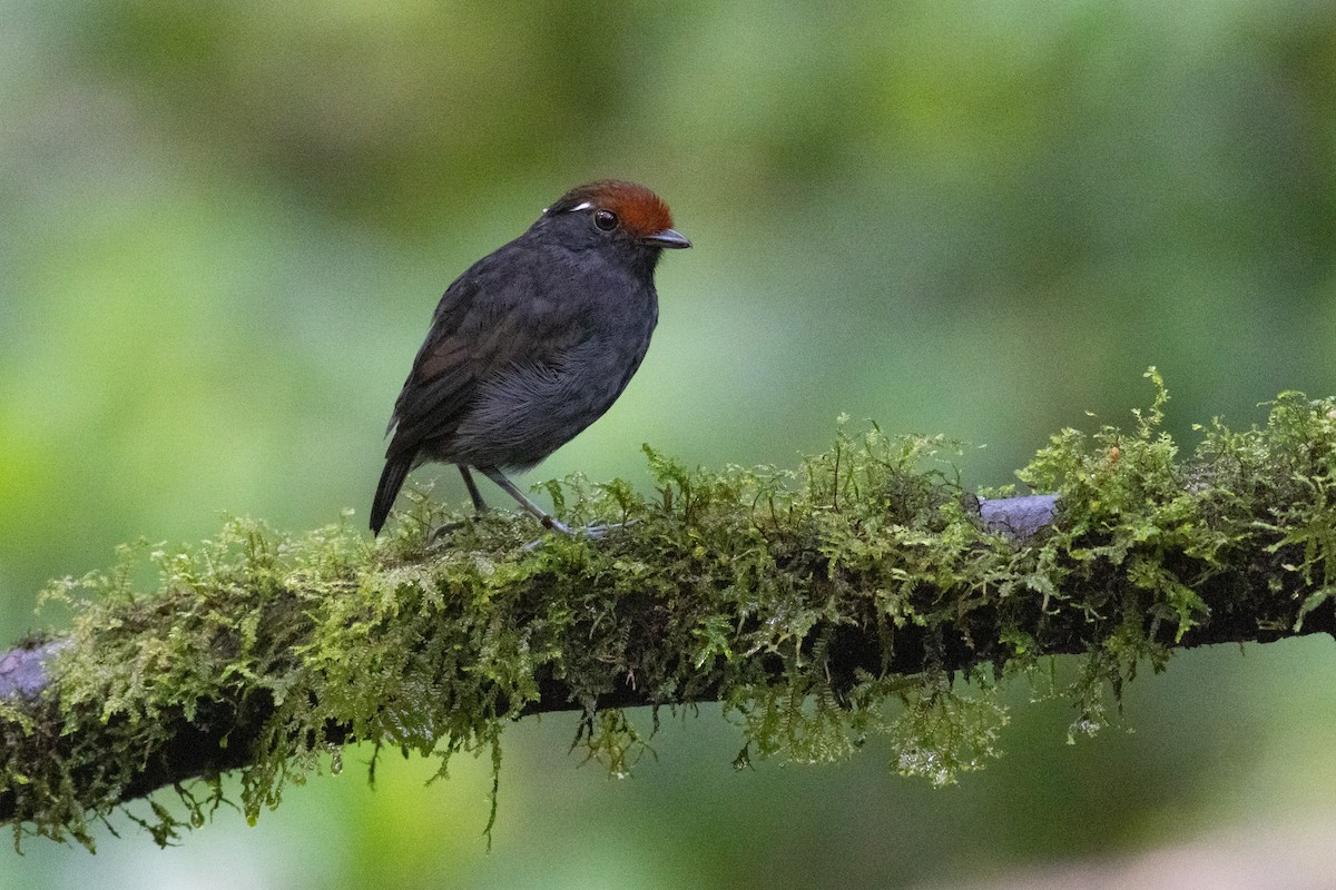 クリボウシアリサザイ - ML647300991