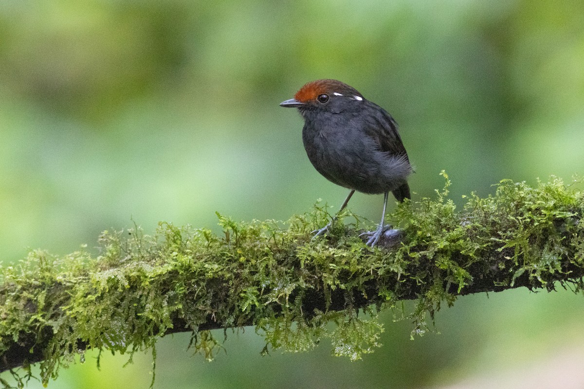 クリボウシアリサザイ - ML647300996