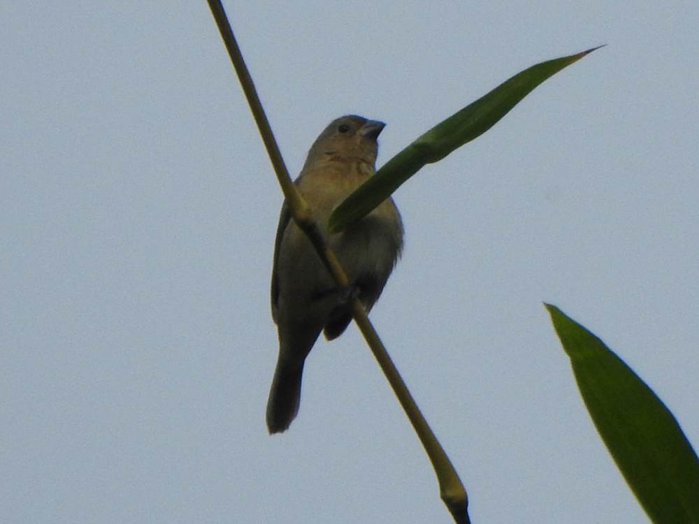 キバラヒメウソ - ML647300997