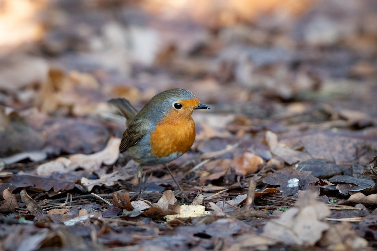 ヨーロッパコマドリ - ML647300998