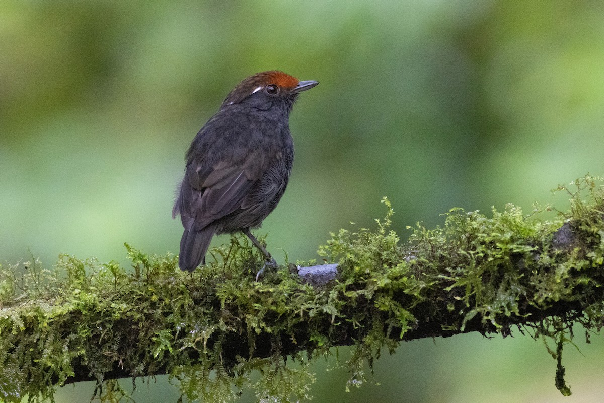 クリボウシアリサザイ - ML647300999