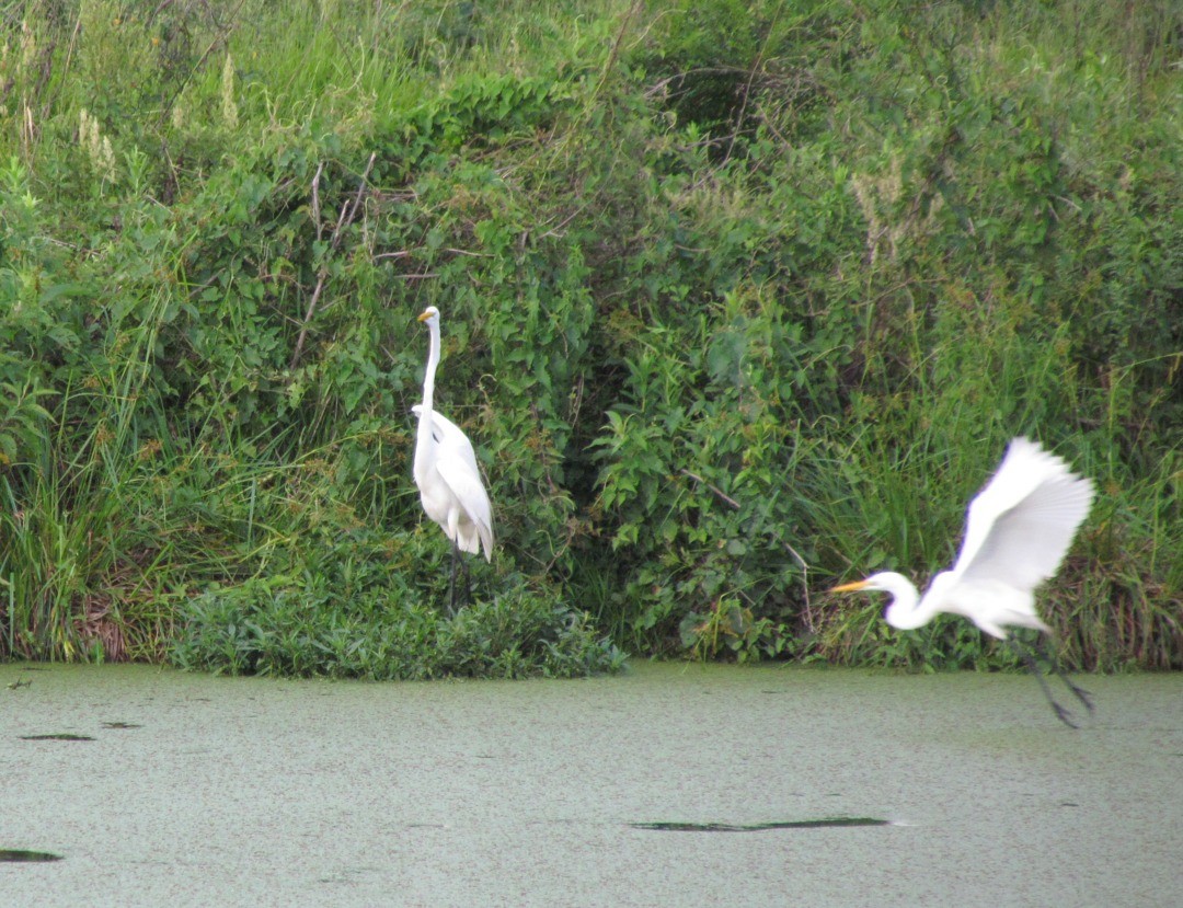 ダイサギ - ML647301000