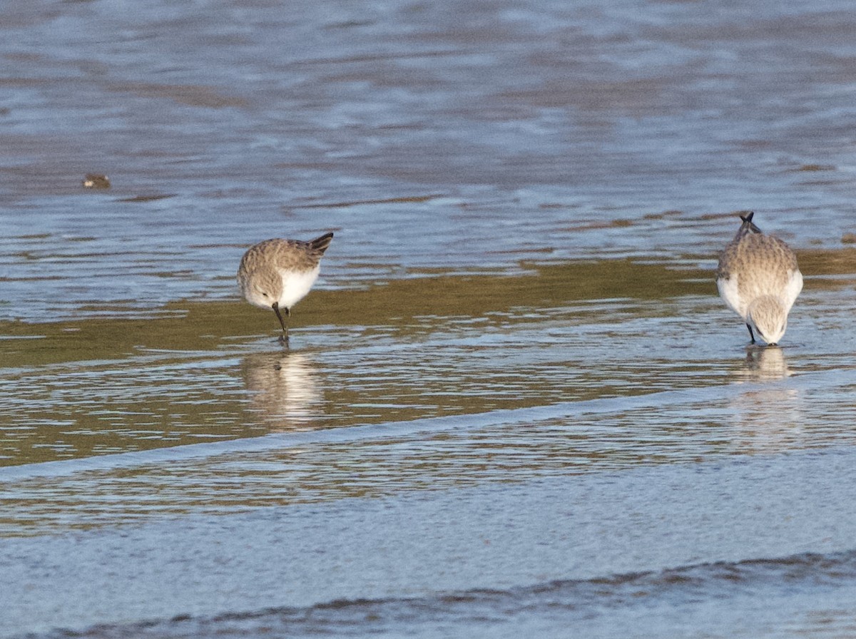 ヒメハマシギ - ML647301001