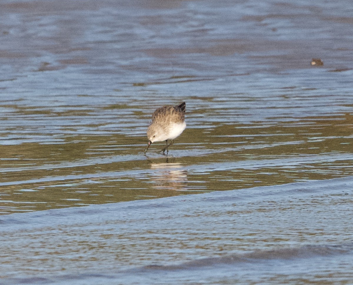 ヒメハマシギ - ML647301002