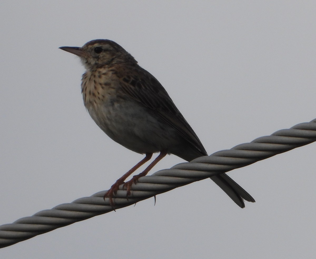 Australian Pipit - ML647301003