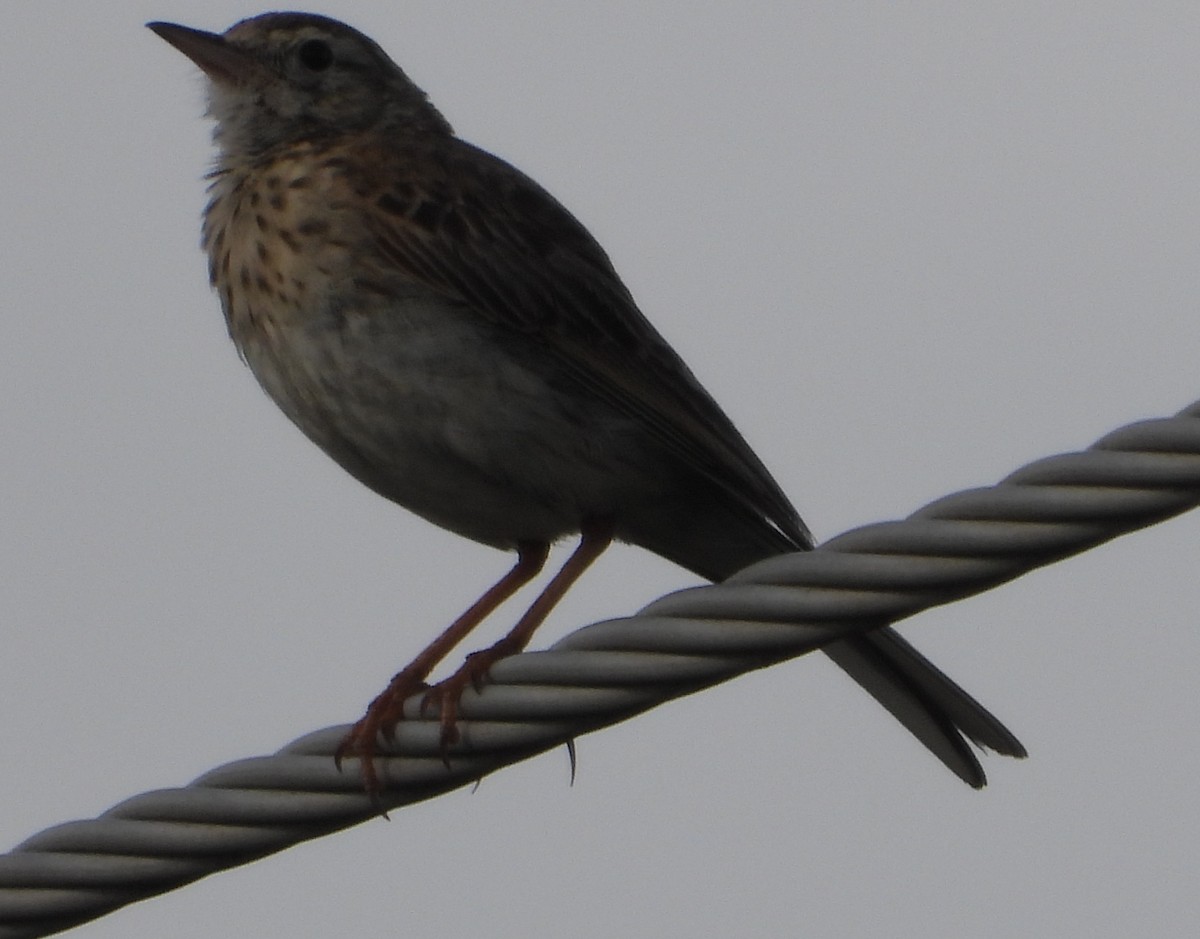 Australian Pipit - ML647301004