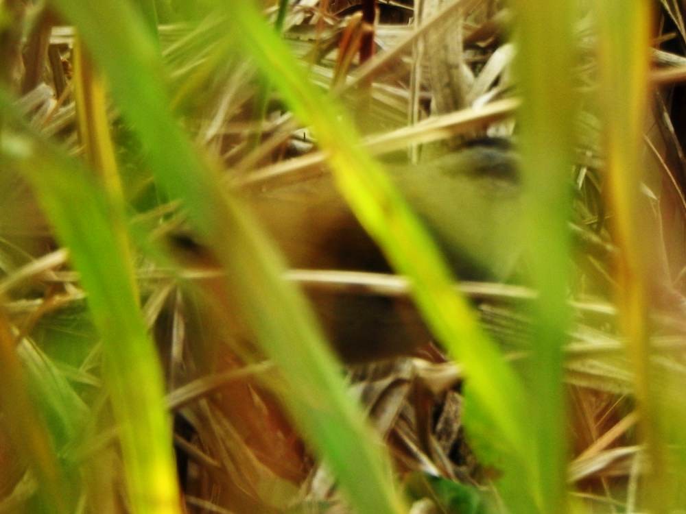 クロスジオリーブシトド - ML647301005