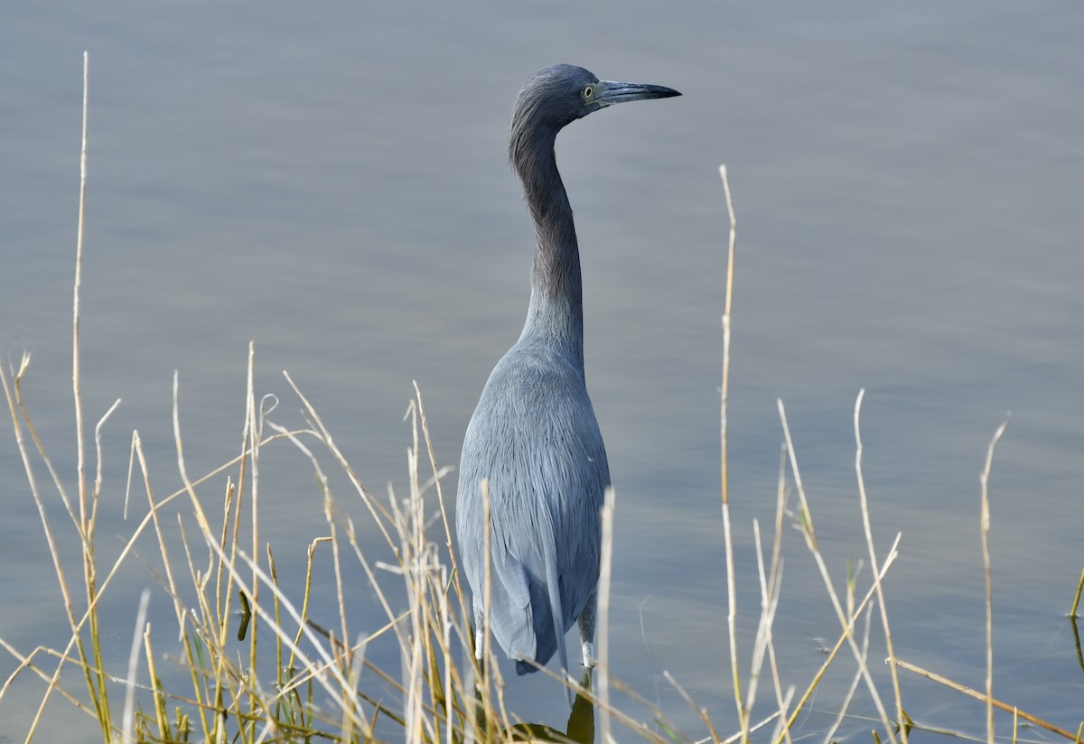 ヒメアカクロサギ - ML647301006