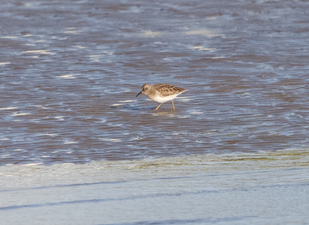 アメリカヒバリシギ - ML647301009