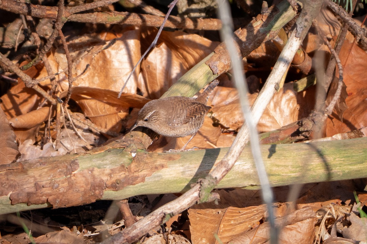 ミソサザイ - ML647301010