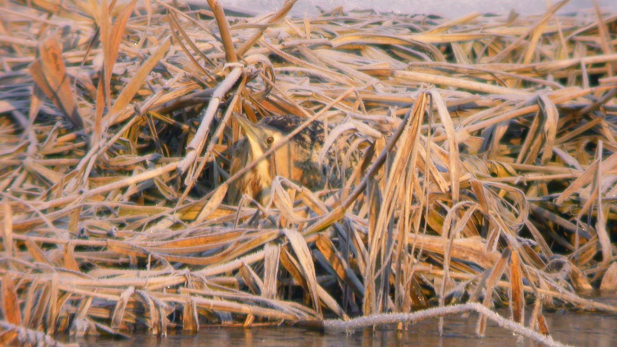 サンカノゴイ - ML647301011