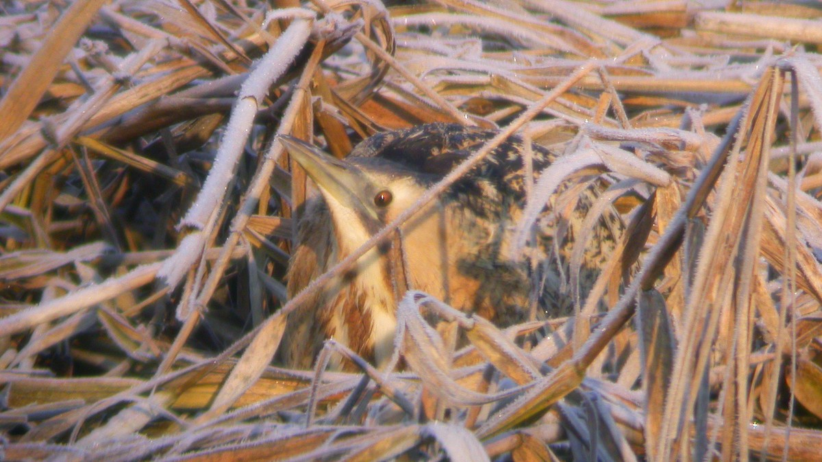 サンカノゴイ - ML647301012