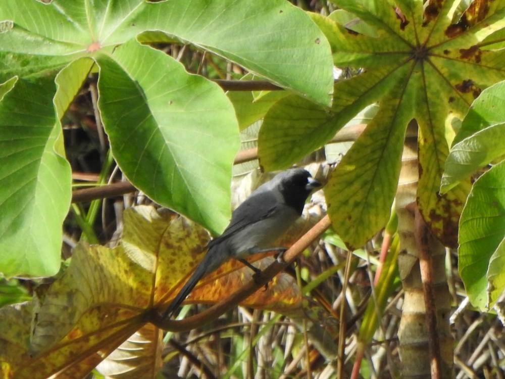 カオグロフウキンチョウ - ML647301013