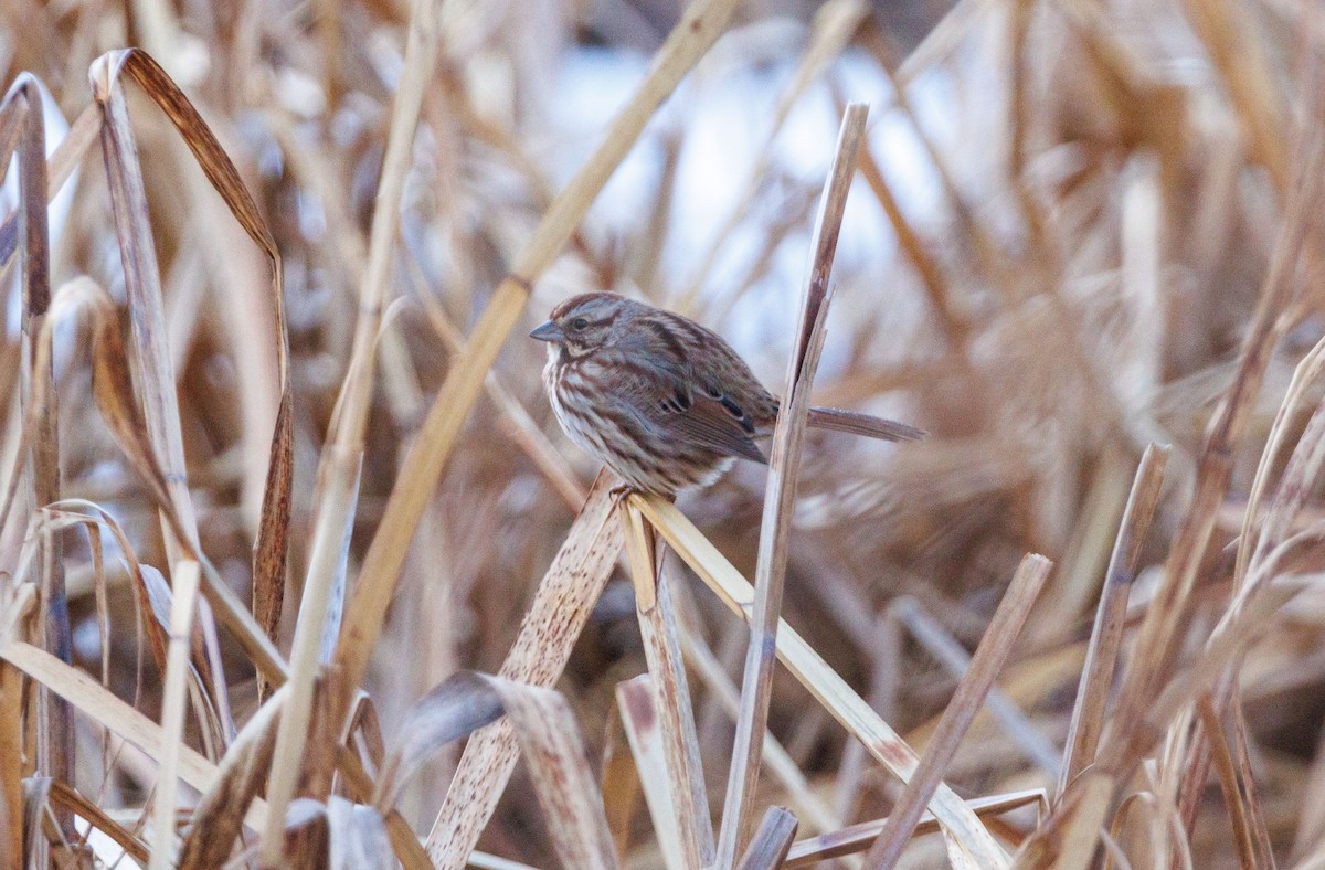 ウタスズメ - ML647301014