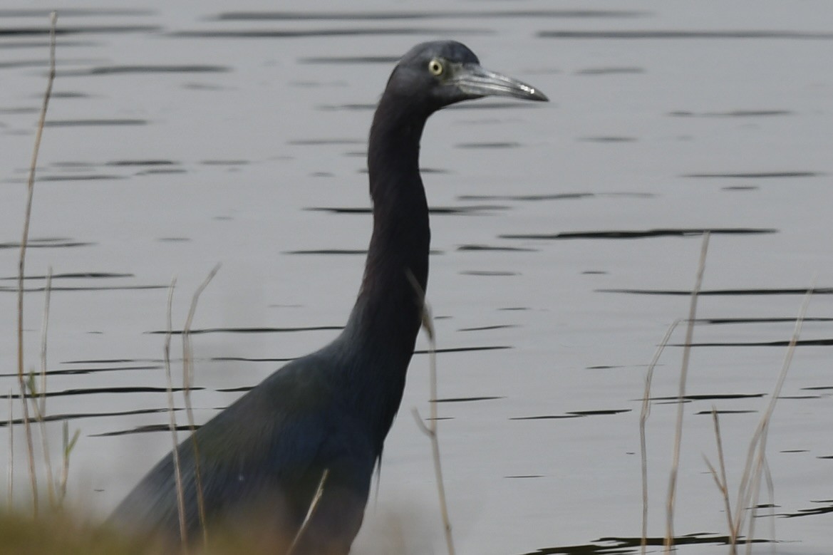 ヒメアカクロサギ - ML647301015