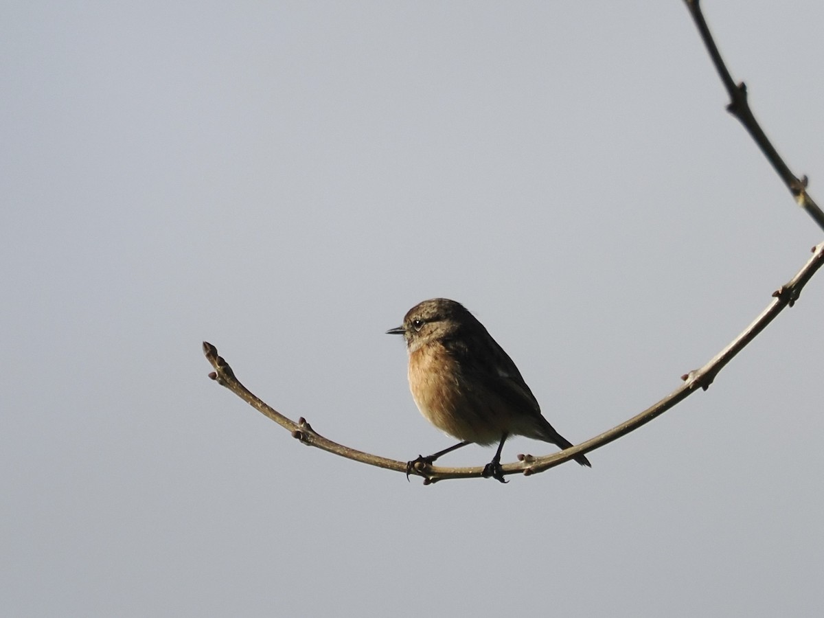 ヨーロッパノビタキ - ML647301016