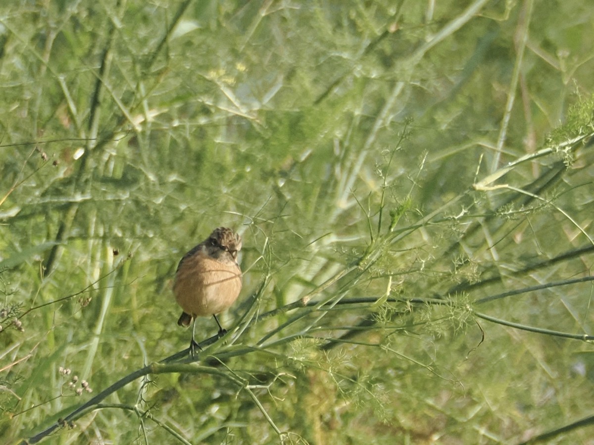 ヨーロッパノビタキ - ML647301017