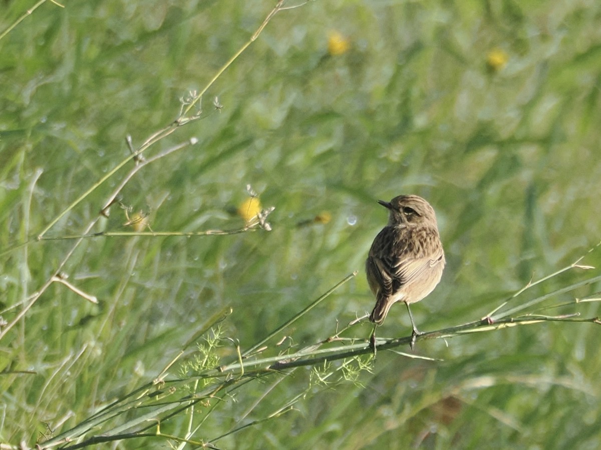 ヨーロッパノビタキ - ML647301018